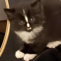 Hera's Kittens, a Adoptable Domestic Short Hair in Annapolis, MD image 4/4