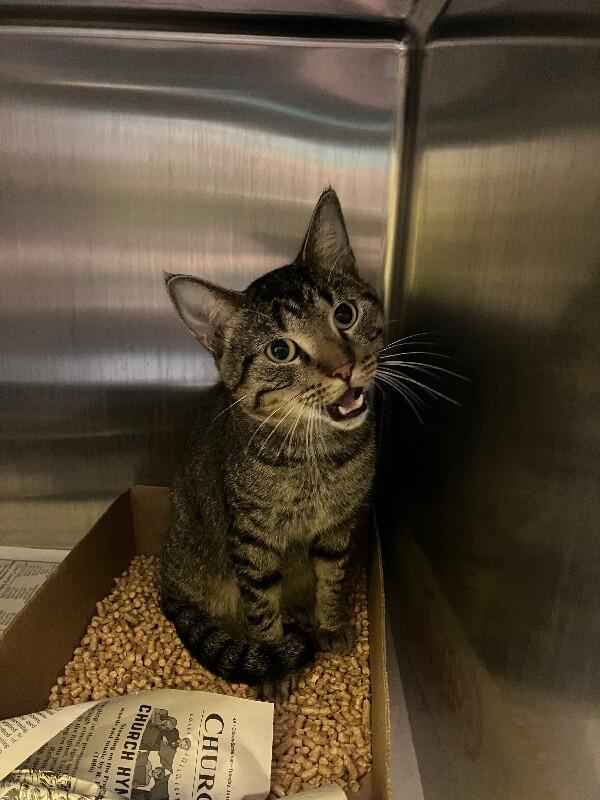 Meat Loaf, Adoptable, Adult Male Domestic Short Hair.