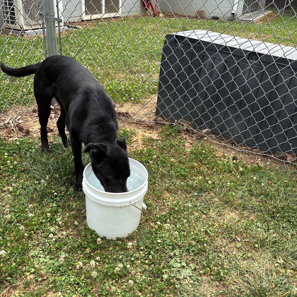 Raven, Adoptable, Adult Female Shepherd & Mixed Breed.