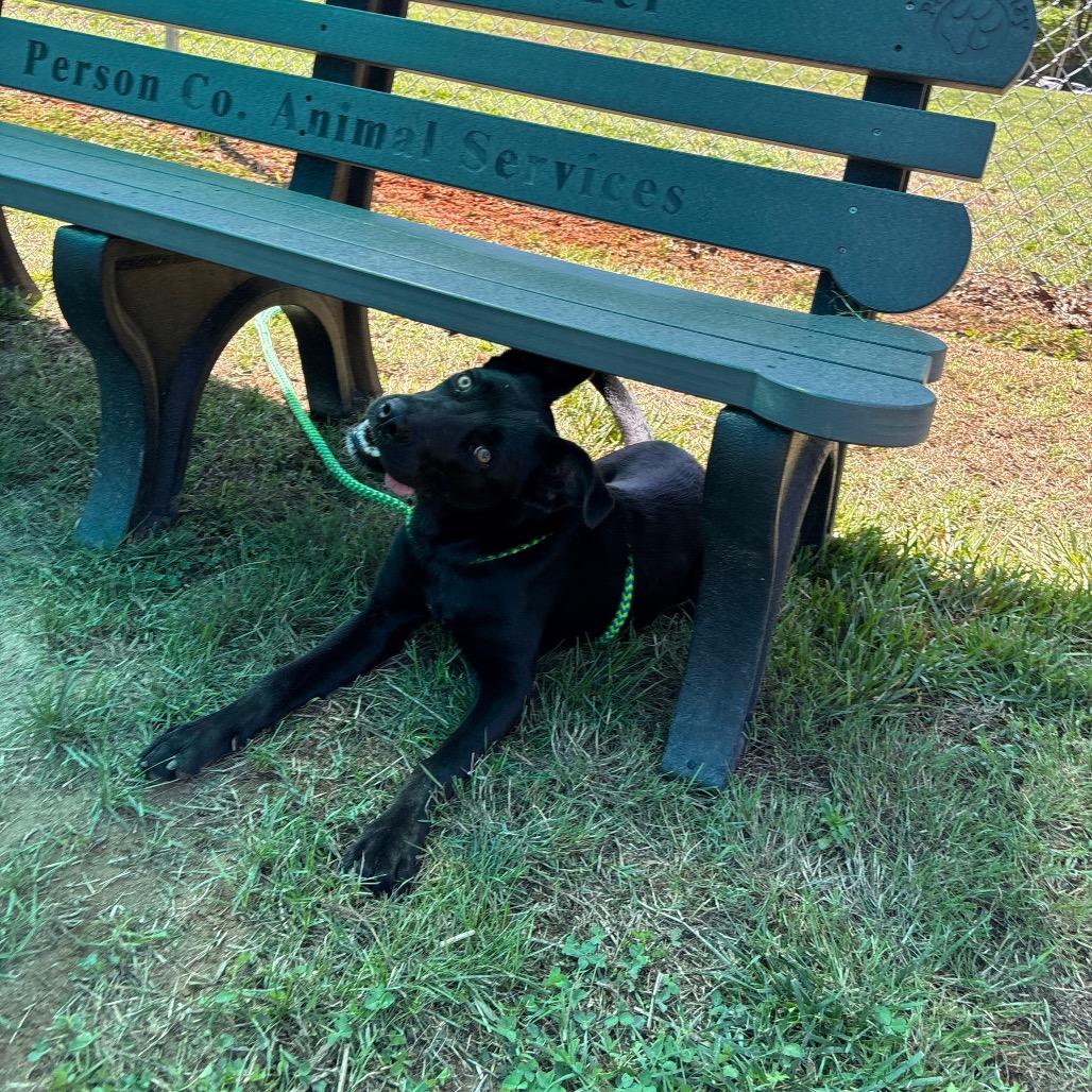 Raven, a Adoptable mixed breed in Roxboro, NC image 2/6