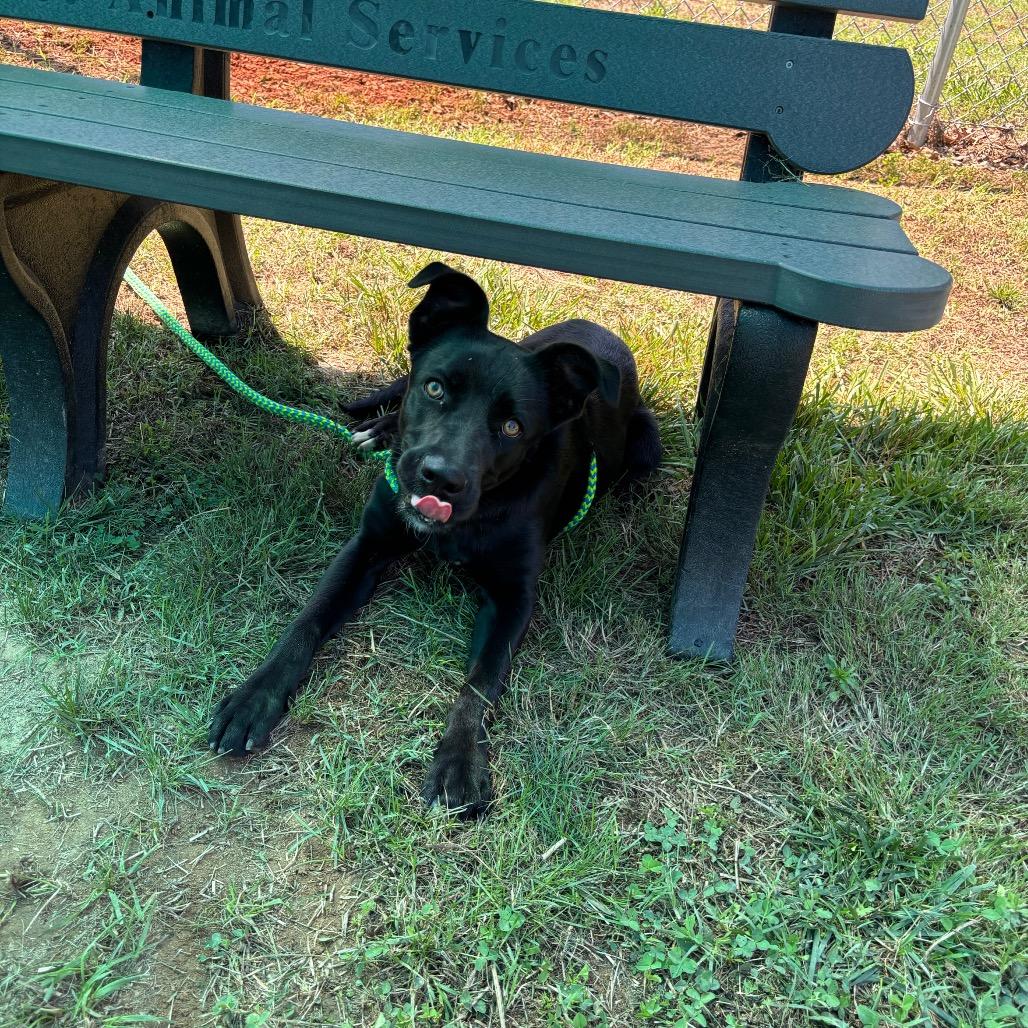 Raven, a Adoptable mixed breed in Roxboro, NC image 3/6