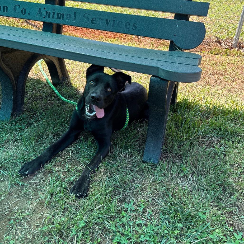 Raven, a Adoptable mixed breed in Roxboro, NC image 4/6