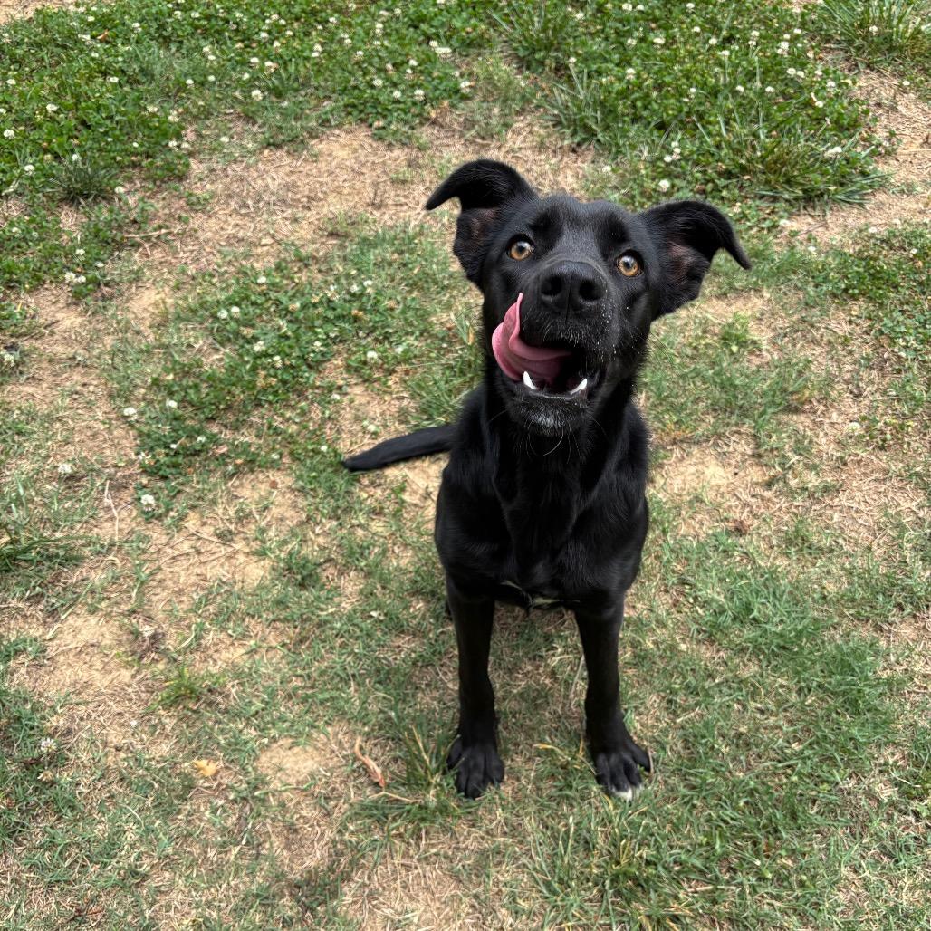 Raven, a Adoptable mixed breed in Roxboro, NC image 5/6
