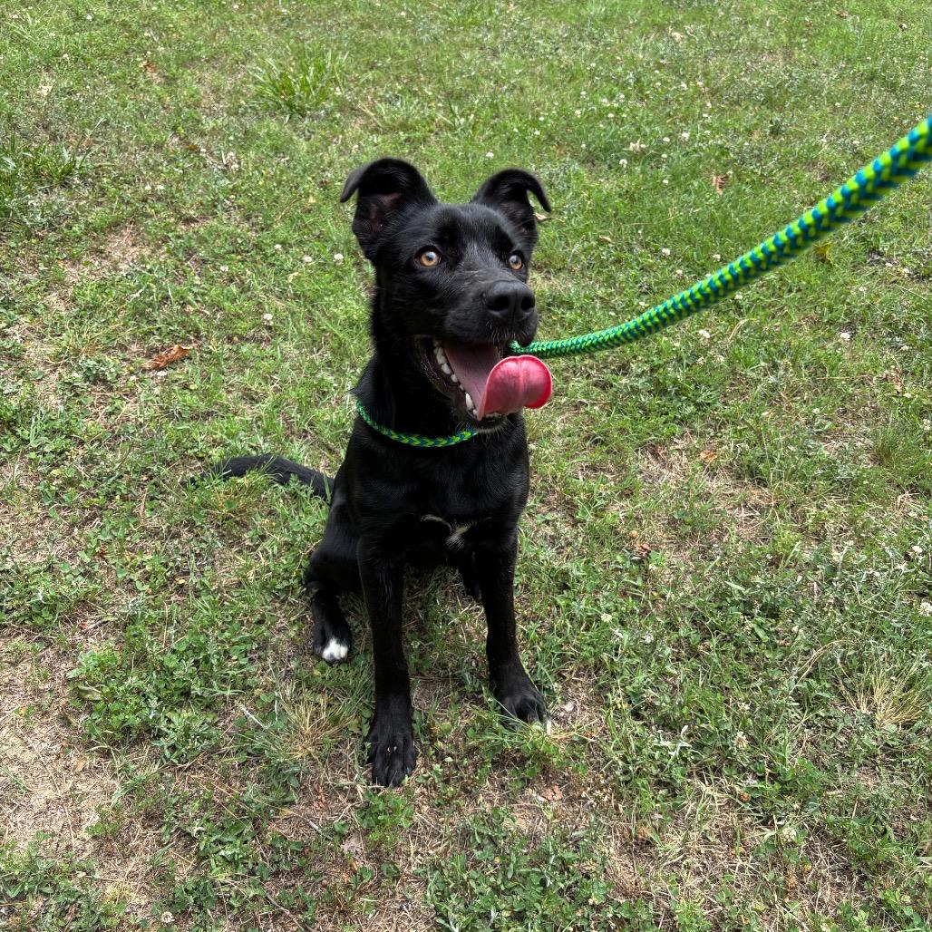 Raven, a Adoptable mixed breed in Roxboro, NC image 6/6