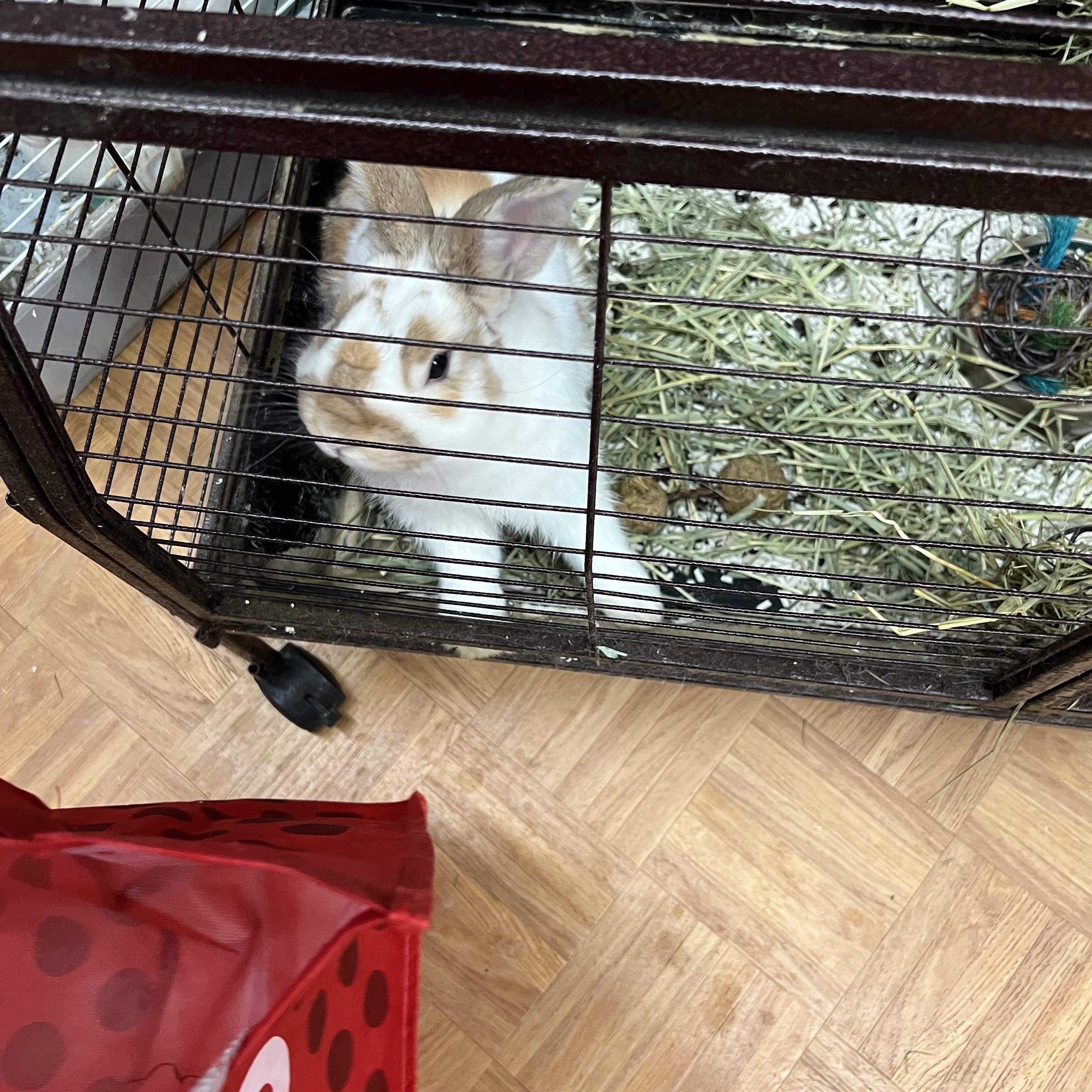 Milky, a ADOPTABLE Bunny Rabbit in Hillsborough, NJ image 3/3