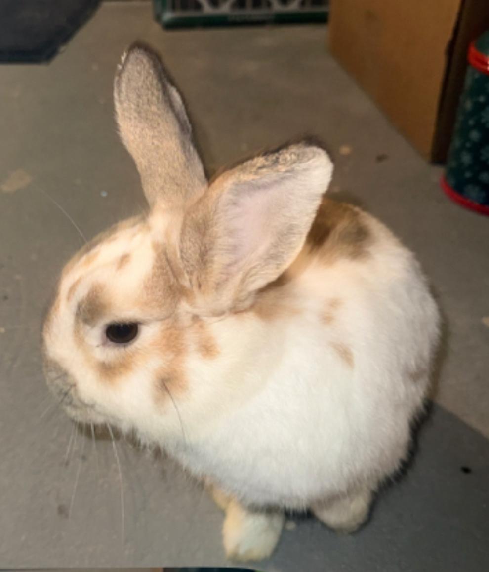 Milky, ADOPTABLE, Young Male Bunny Rabbit.