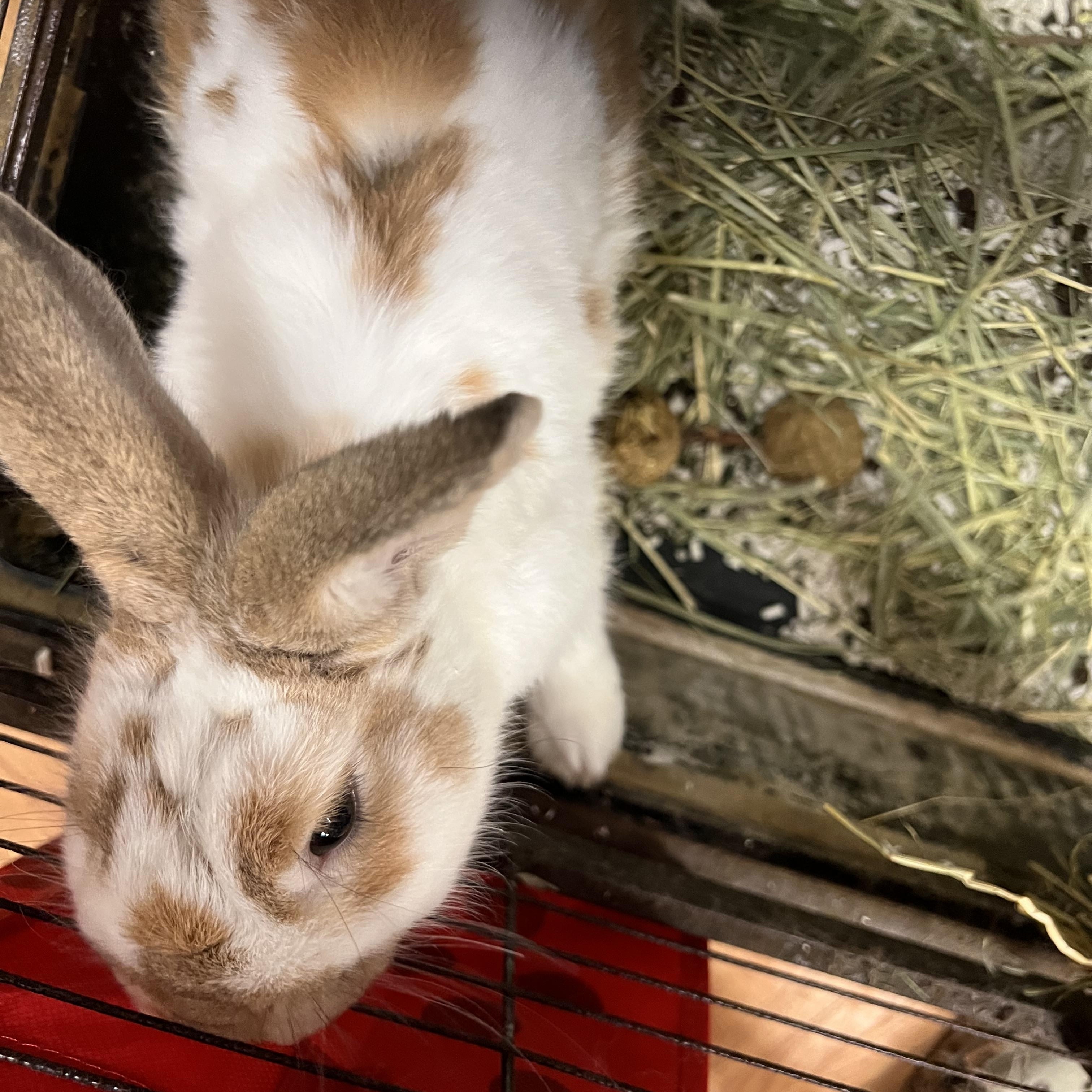 Milky, a ADOPTABLE Bunny Rabbit in Hillsborough, NJ image 2/3