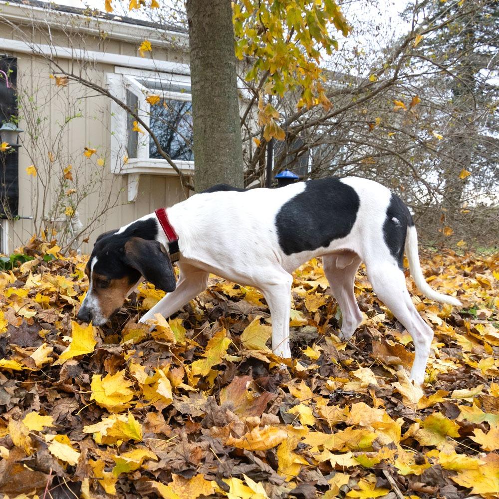 Hank, Adoptable, Adult Male Coonhound.