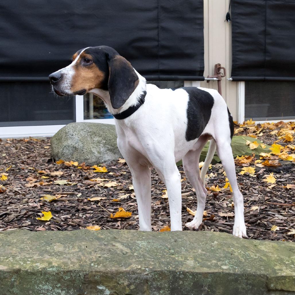 Enlarge Hank, a Adoptable Coonhound in McKean, PA image 2/6