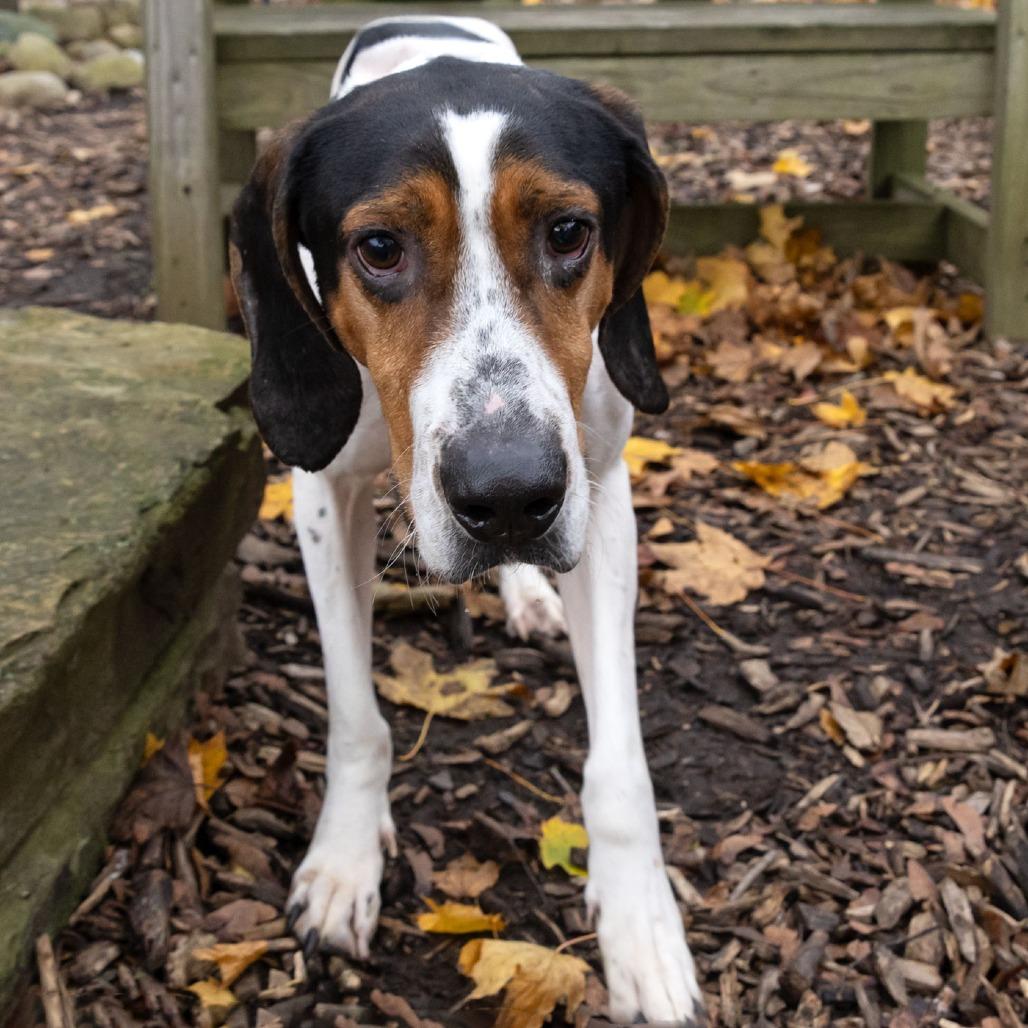 Enlarge Hank, a Adoptable Coonhound in McKean, PA image 3/6