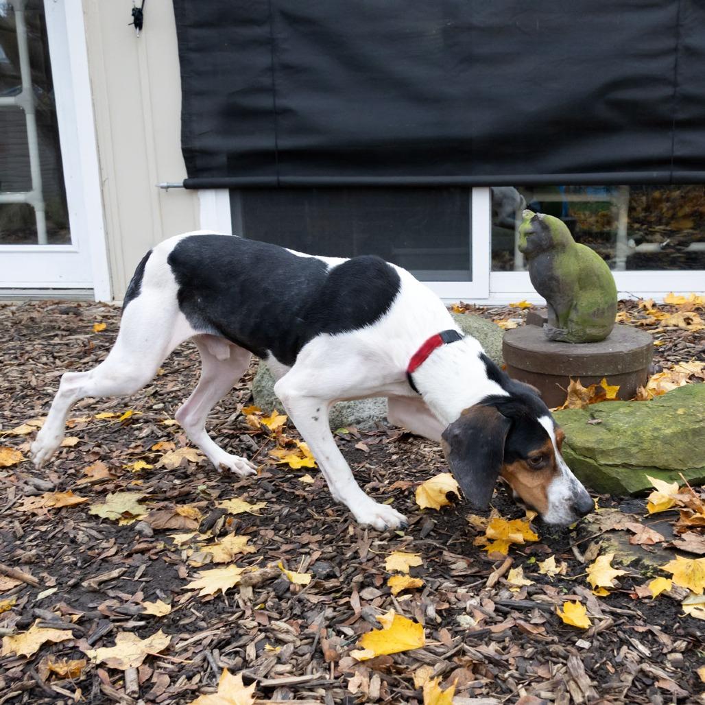 Enlarge Hank, a Adoptable Coonhound in McKean, PA image 4/6