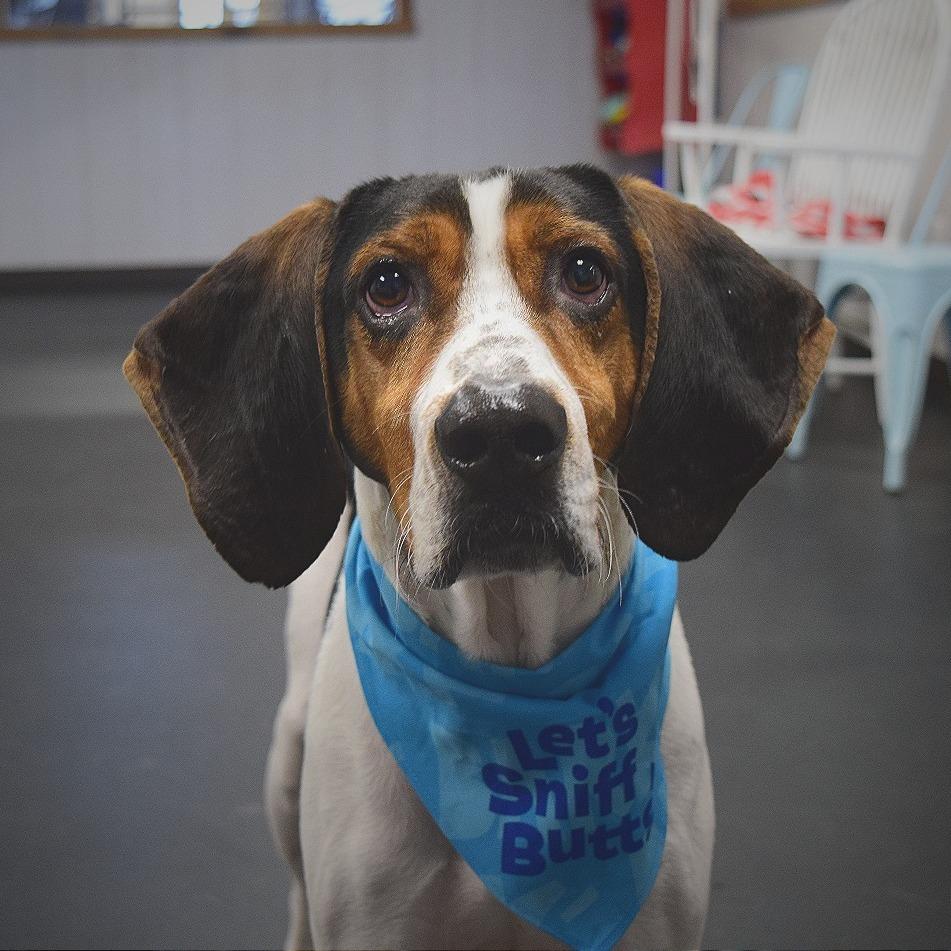 Hank, Adoptable, Adult Male Coonhound.