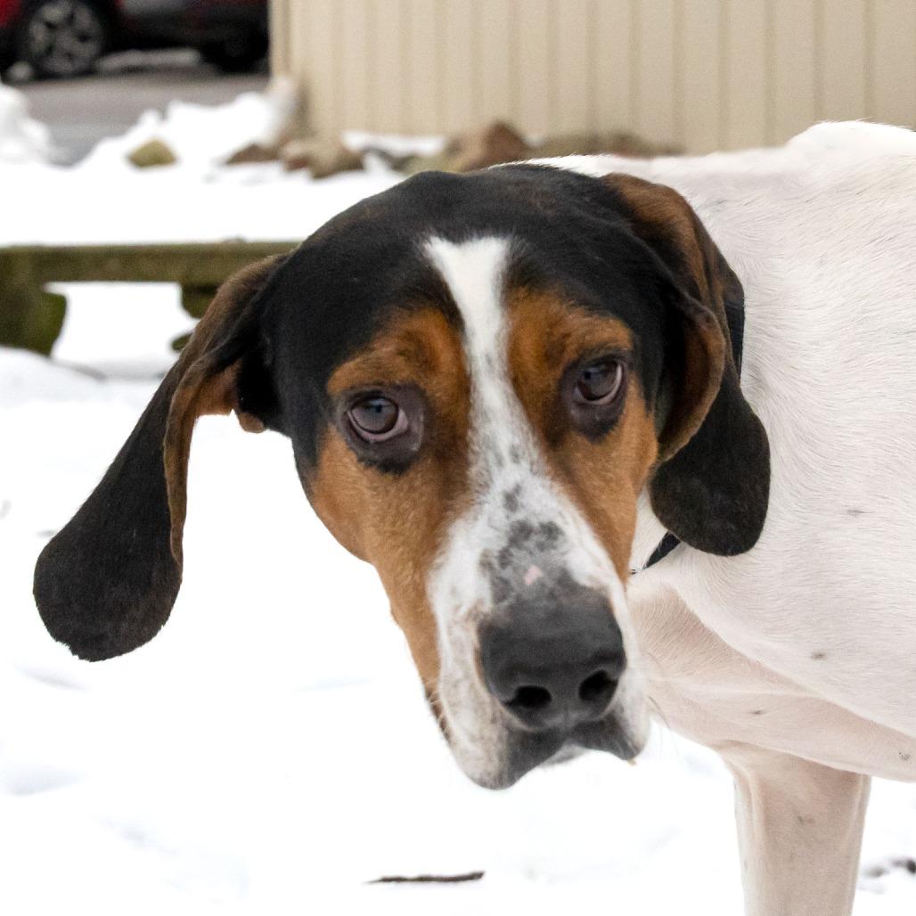Enlarge Hank, a Adoptable Coonhound in McKean, PA image 2/6