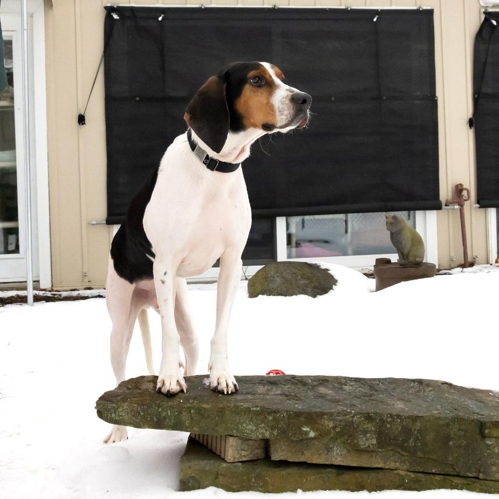 Enlarge Hank, a Adoptable Coonhound in McKean, PA image 3/6