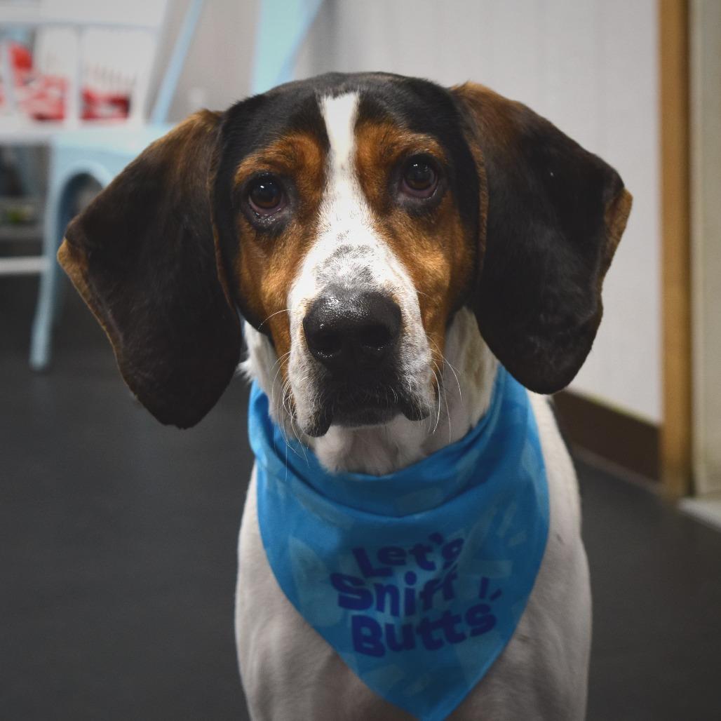 Enlarge Hank, a Adoptable Coonhound in McKean, PA image 4/6