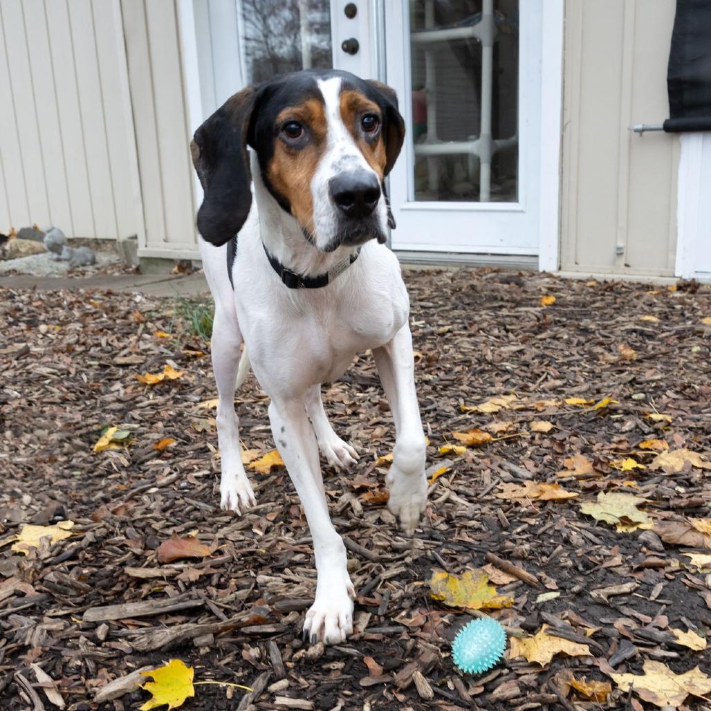 Enlarge Hank, a Adoptable Coonhound in McKean, PA image 6/6