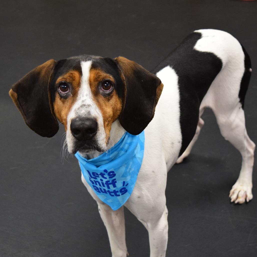 Enlarge Hank, a Adoptable Coonhound in McKean, PA image 5/6