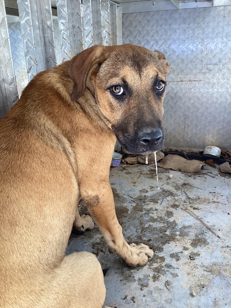 Avon, Adoptable, Young Female Terrier.