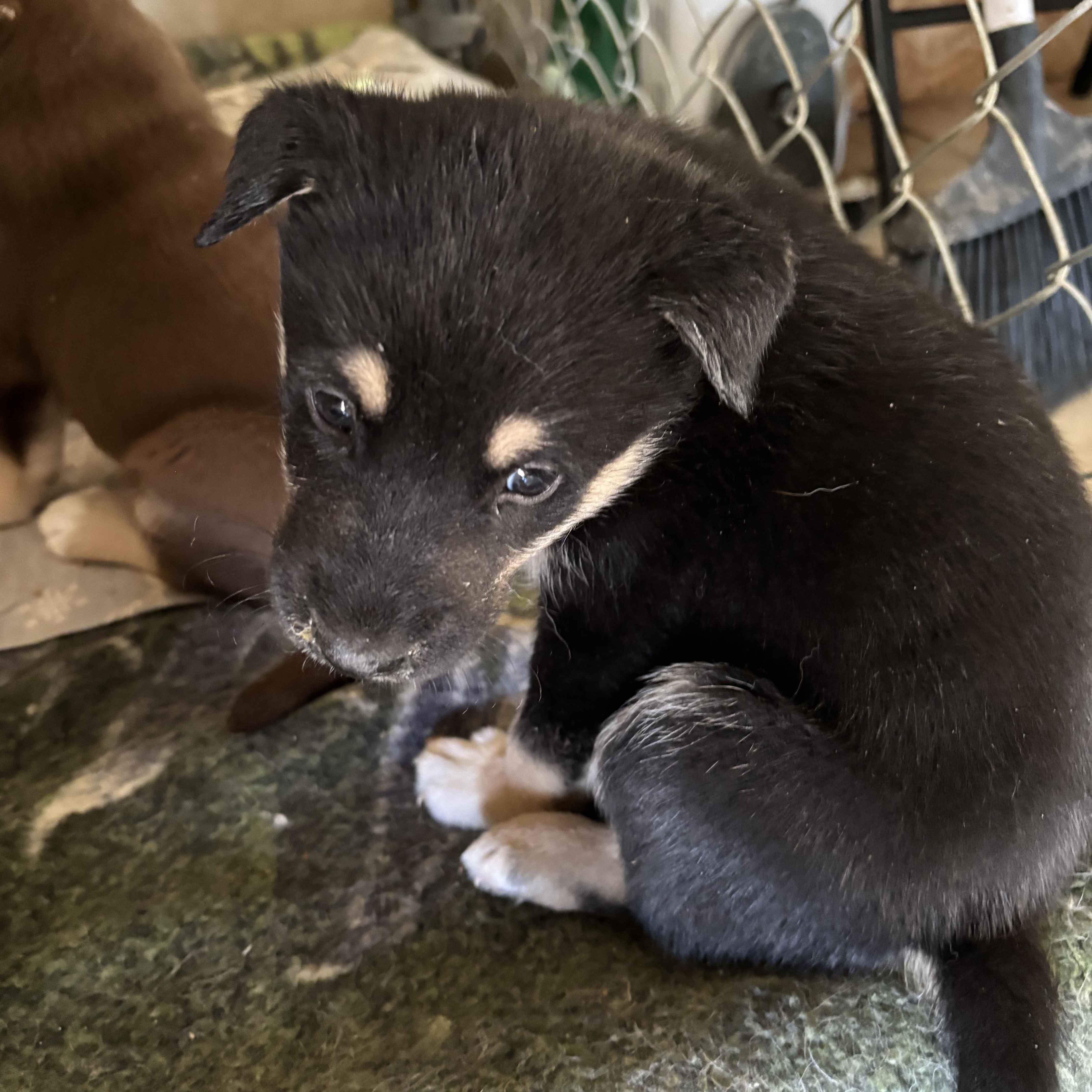 Enlarge Duke, a ADOPTABLE mixed breed in Deming, NM image 1/1