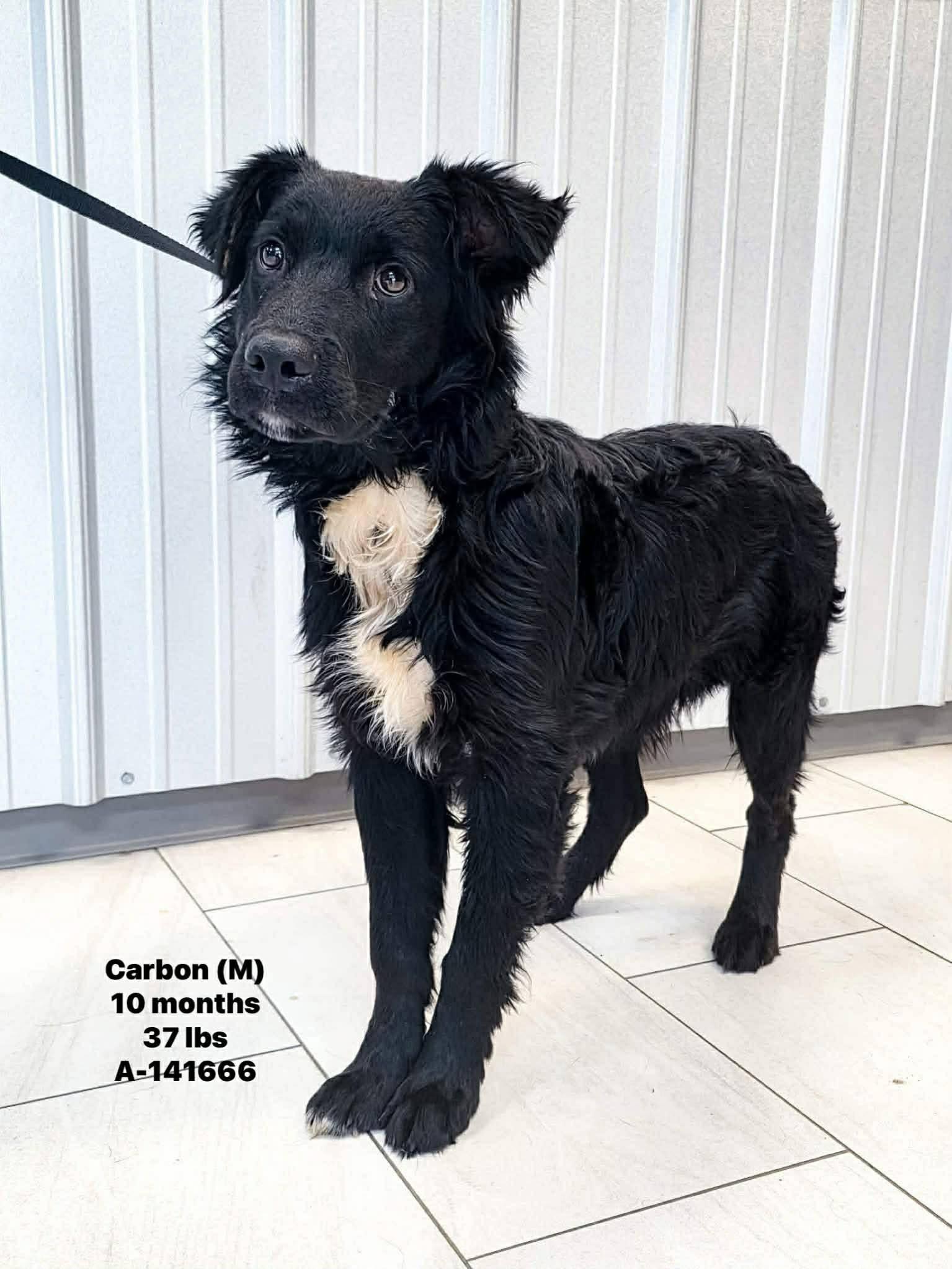 Enlarge Carbon the Lab/Aussie Shepherd Mix!, a ADOPTABLE mixed breed in Muskego, WI image 2/2