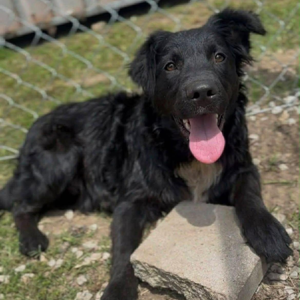 Enlarge Carbon the Lab/Aussie Shepherd Mix!, a ADOPTABLE mixed breed in Muskego, WI image 1/2