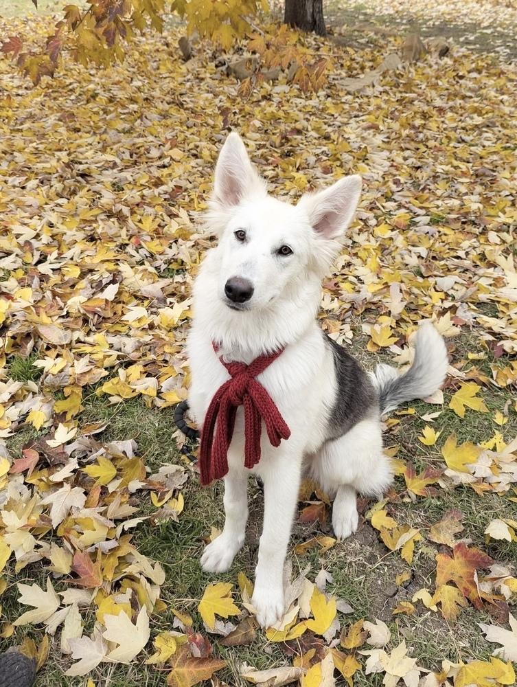 25-100 Shadow, Adoptable, Puppy Female Siberian Husky & Shepherd.