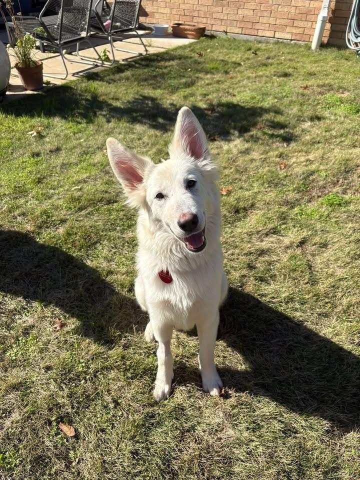 Enlarge 25-100 Shadow, a Adoptable mixed breed in Richardson, TX image 2/6