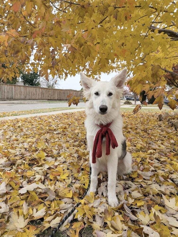 Enlarge 25-100 Shadow, a Adoptable mixed breed in Richardson, TX image 3/6