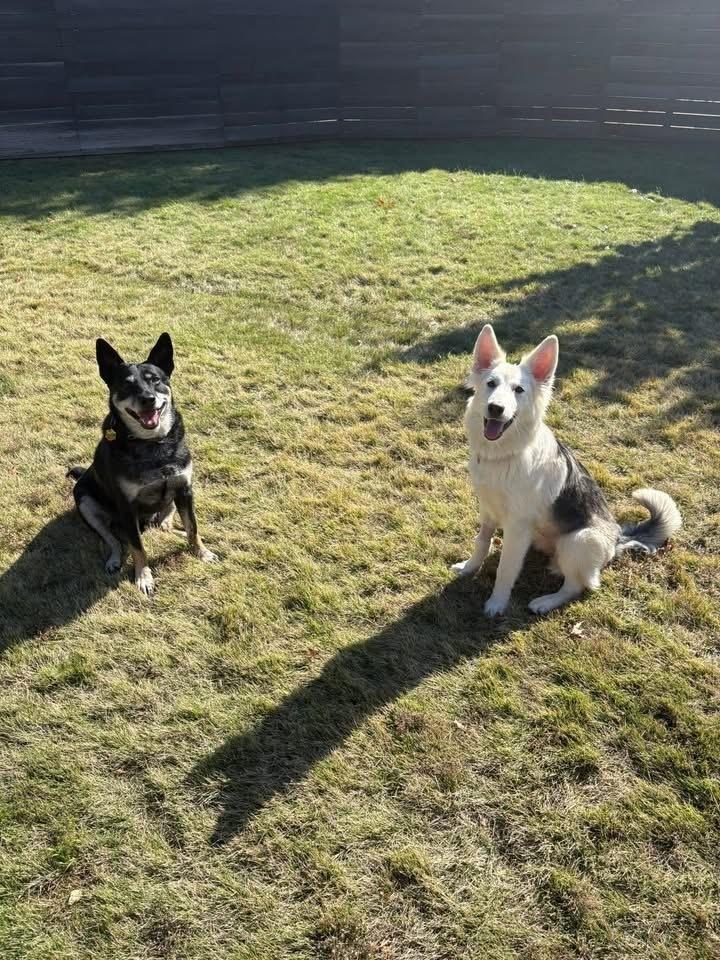 Enlarge 25-100 Shadow, a Adoptable mixed breed in Richardson, TX image 4/6