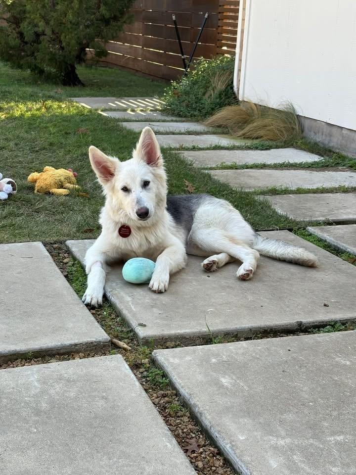 Enlarge 25-100 Shadow, a Adoptable mixed breed in Richardson, TX image 5/6