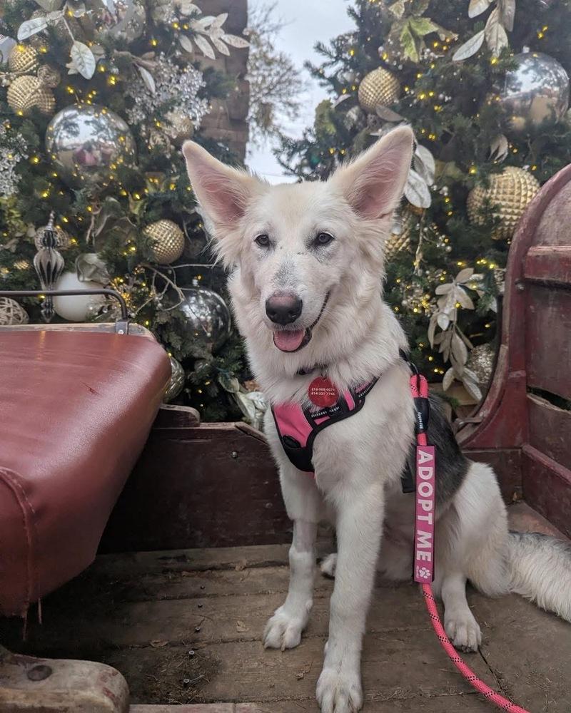 Enlarge 25-100 Shadow, a Adoptable mixed breed in Richardson, TX image 6/6