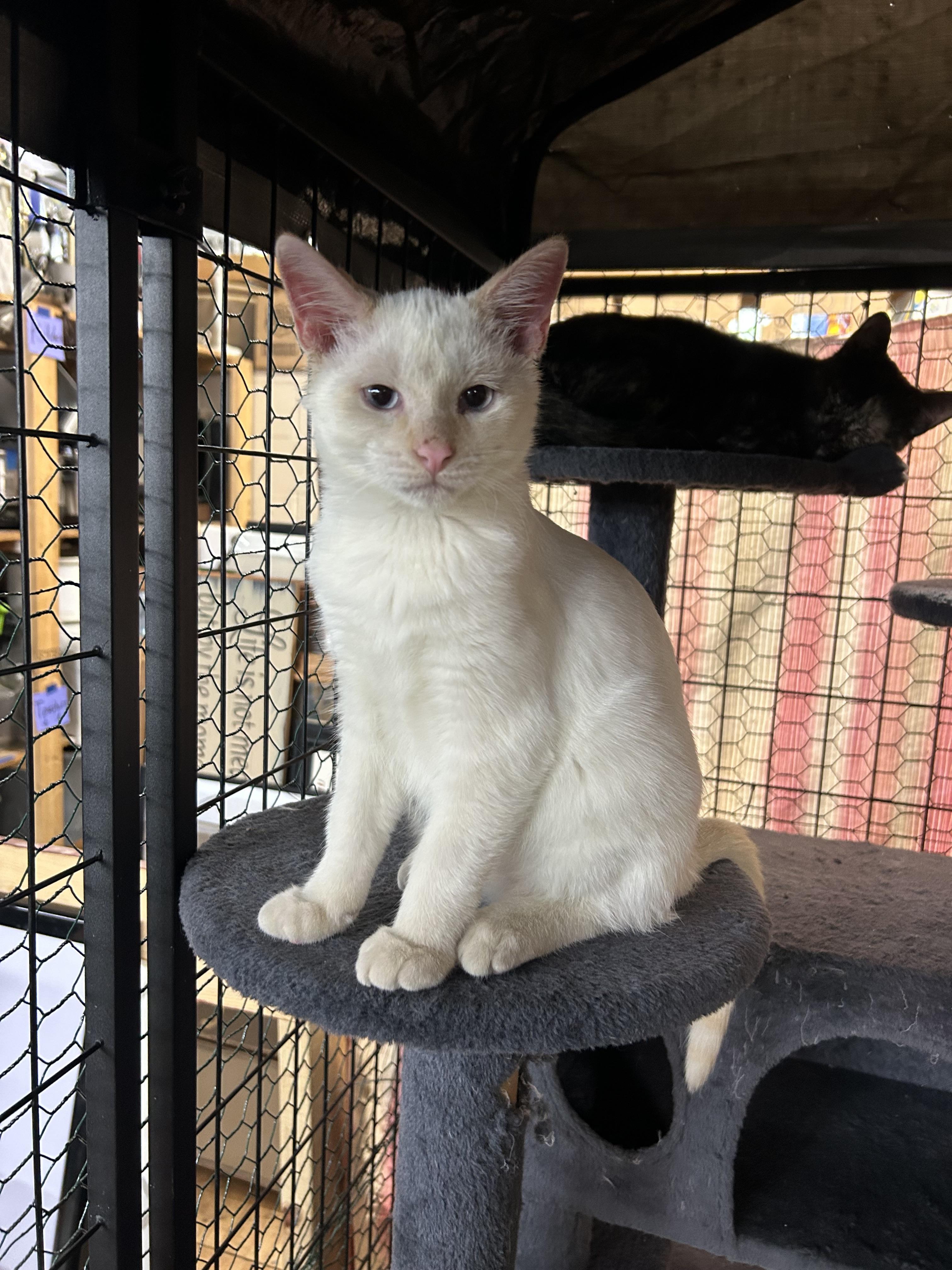 Milo, a Adopted Siamese in Mauston, WI image 1/2