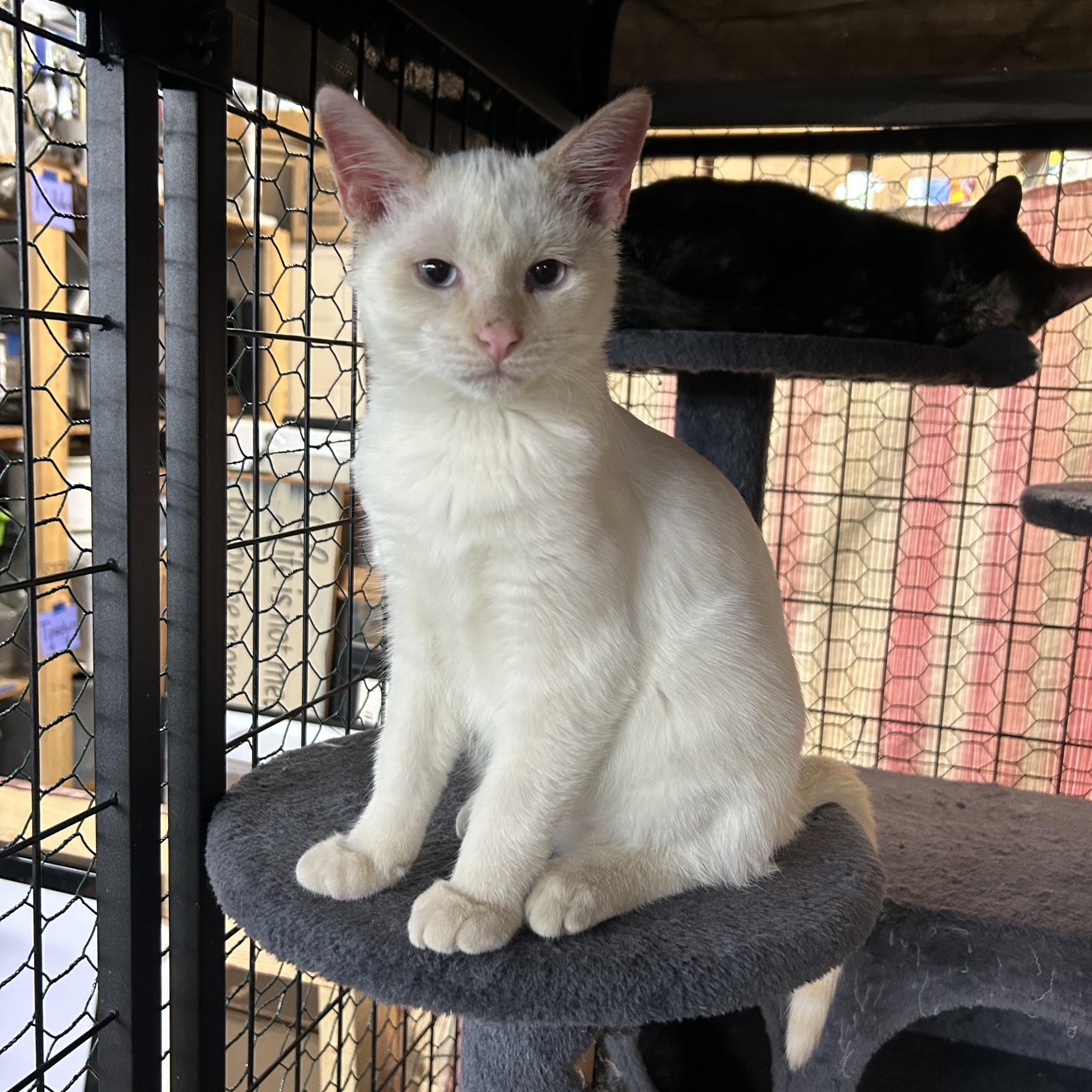 Milo, a Adopted Siamese in Mauston, WI image 2/2