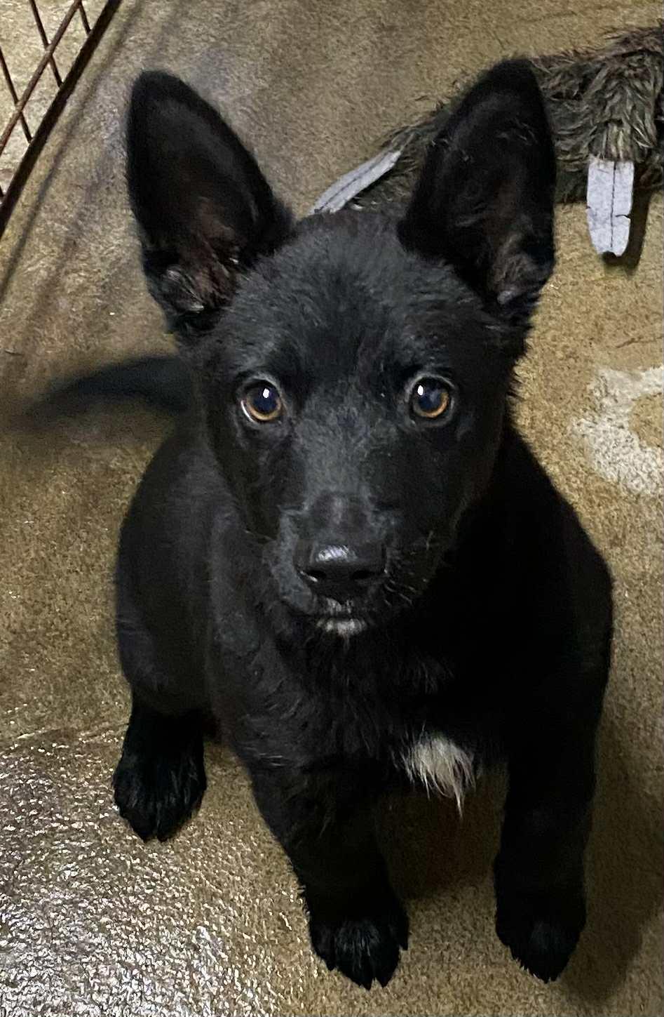 Shine, Adoptable, Puppy Male Shepherd.