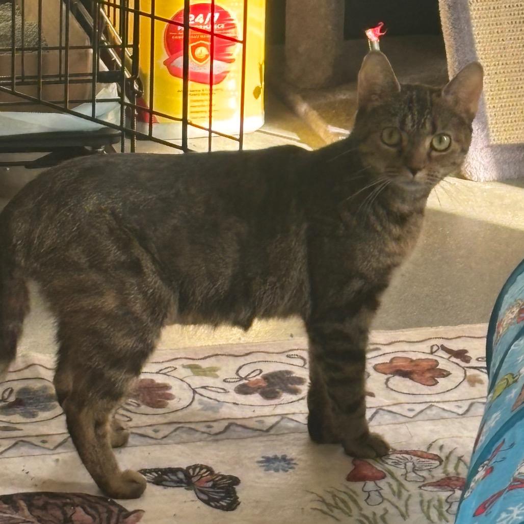 Hope, Adoptable, Young Female Domestic Short Hair.