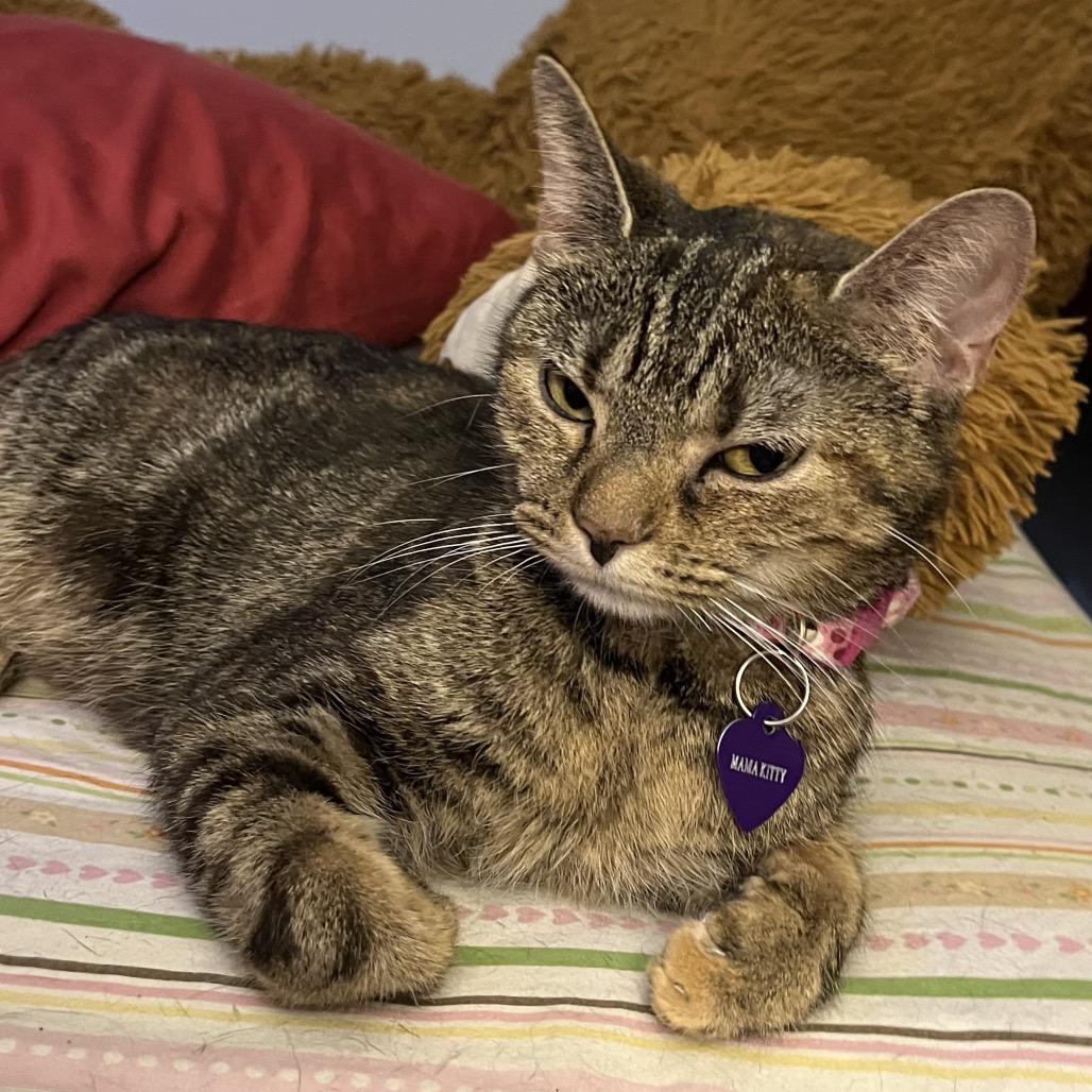 Hope, Adoptable, Young Female Domestic Short Hair.