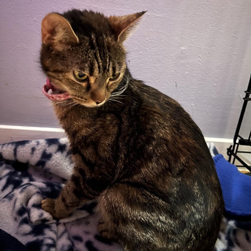 Enlarge Hope, a Adoptable Domestic Short Hair in La Grange, KY image 2/2