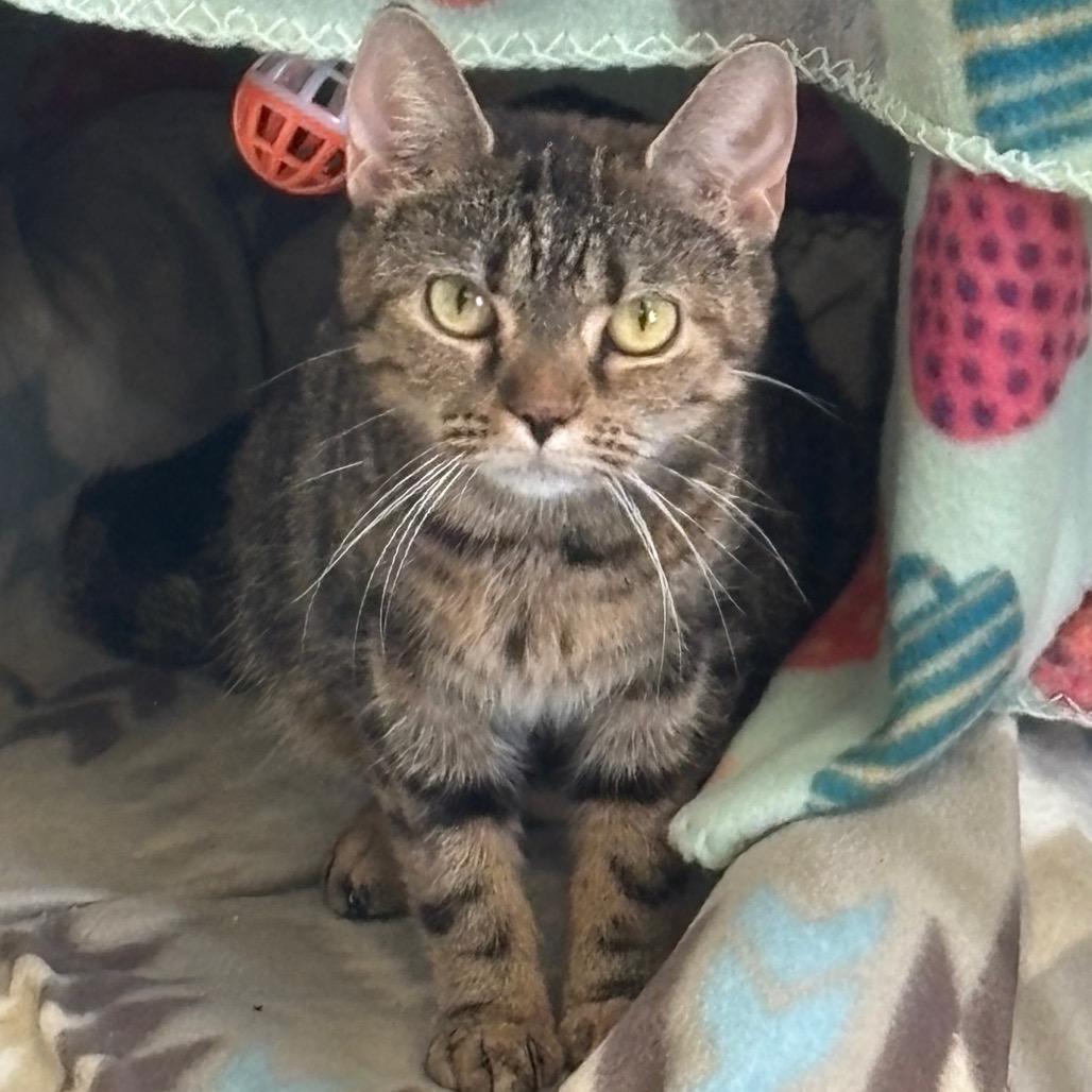 Enlarge Hope, a Adoptable Domestic Short Hair in La Grange, KY image 4/5