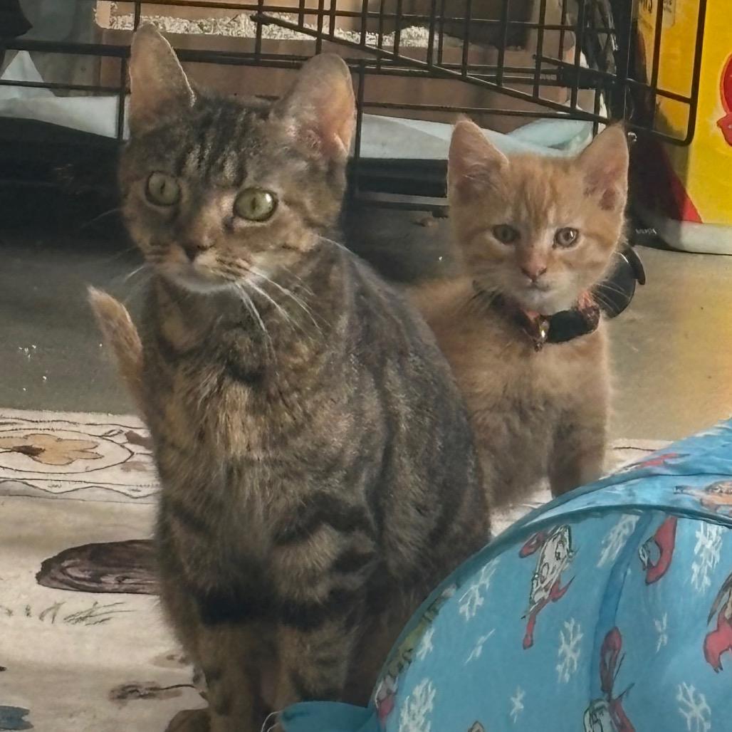 Enlarge Hope, a Adoptable Domestic Short Hair in La Grange, KY image 5/5