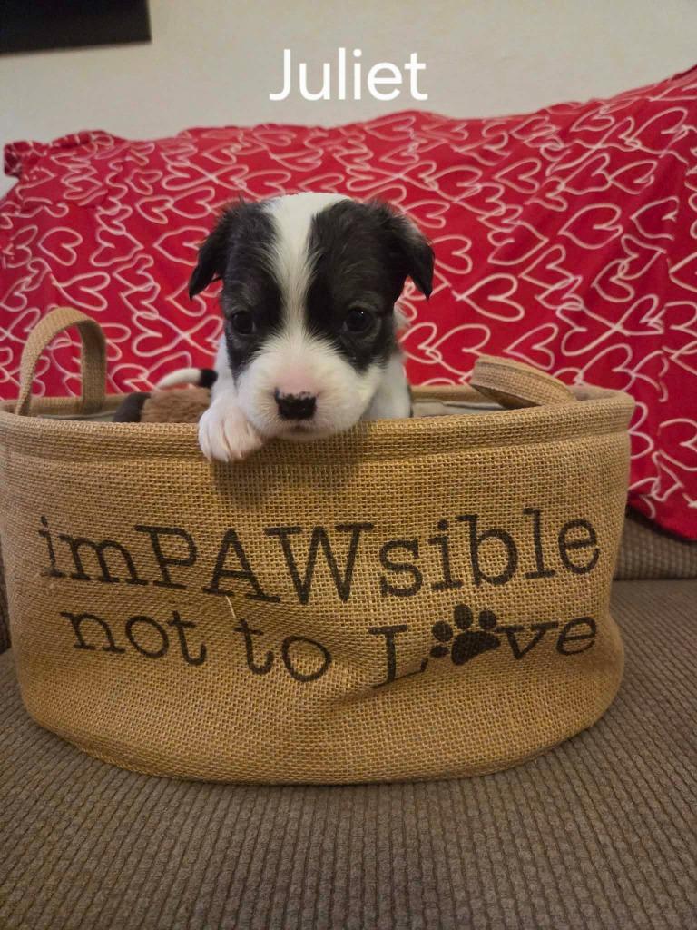 Juliet, Adoptable, Puppy Female Black Labrador Retriever & Border Collie.