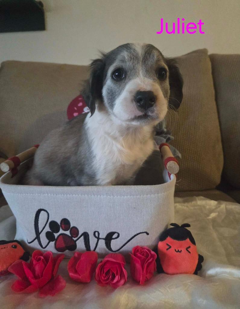 Juliet, a Adoptable mixed breed in Mesa, AZ image 2/2