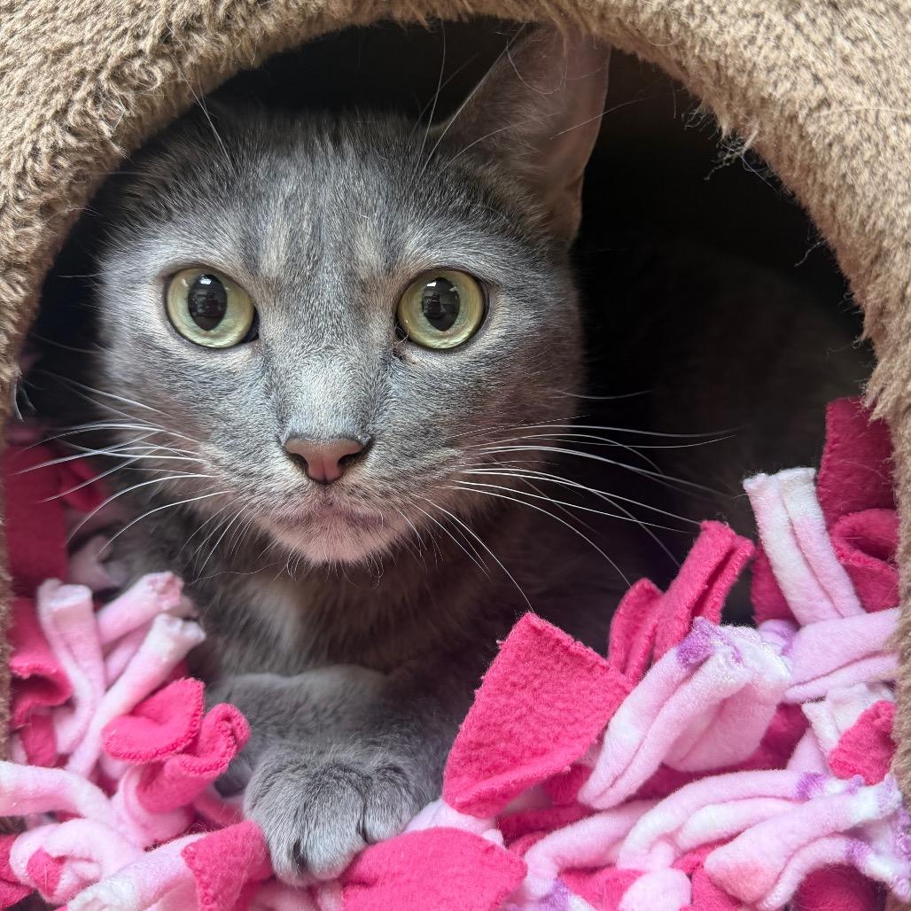 Zuzu, Adoptable, Adult Female Domestic Short Hair.