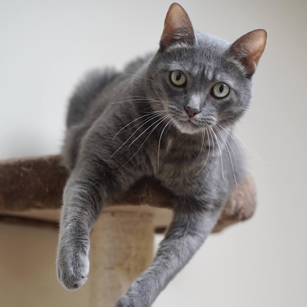 Enlarge Zuzu, a Adoptable Domestic Short Hair in Naperville, IL image 2/5