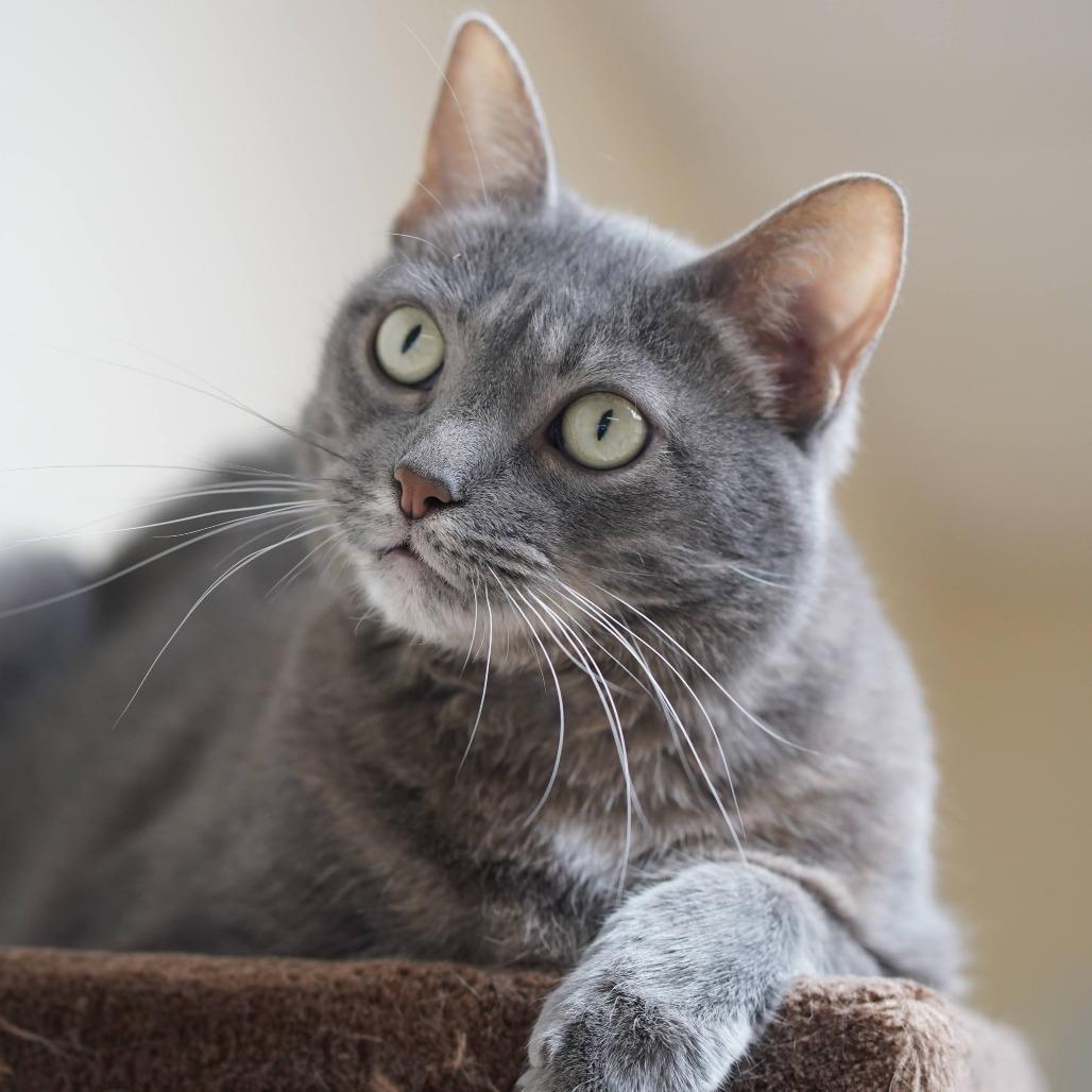 Enlarge Zuzu, a Adoptable Domestic Short Hair in Naperville, IL image 3/5