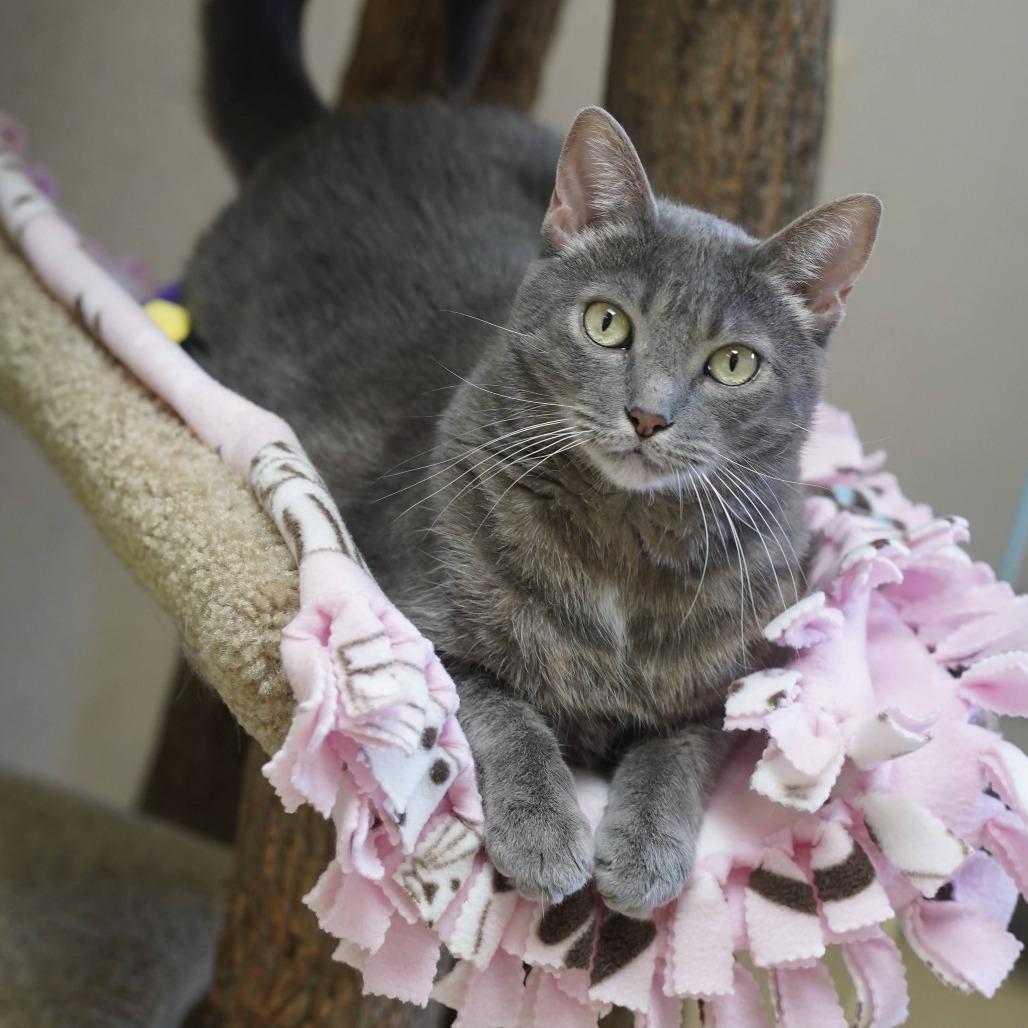 Zuzu, a Adoptable Domestic Short Hair in Naperville, IL image 4/6