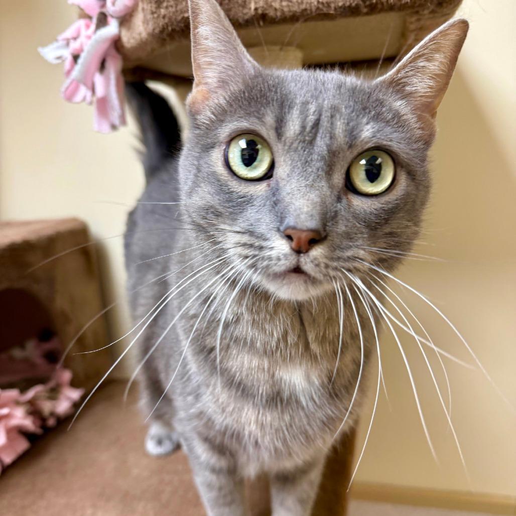 Enlarge Zuzu, a Adoptable Domestic Short Hair in Naperville, IL image 4/6