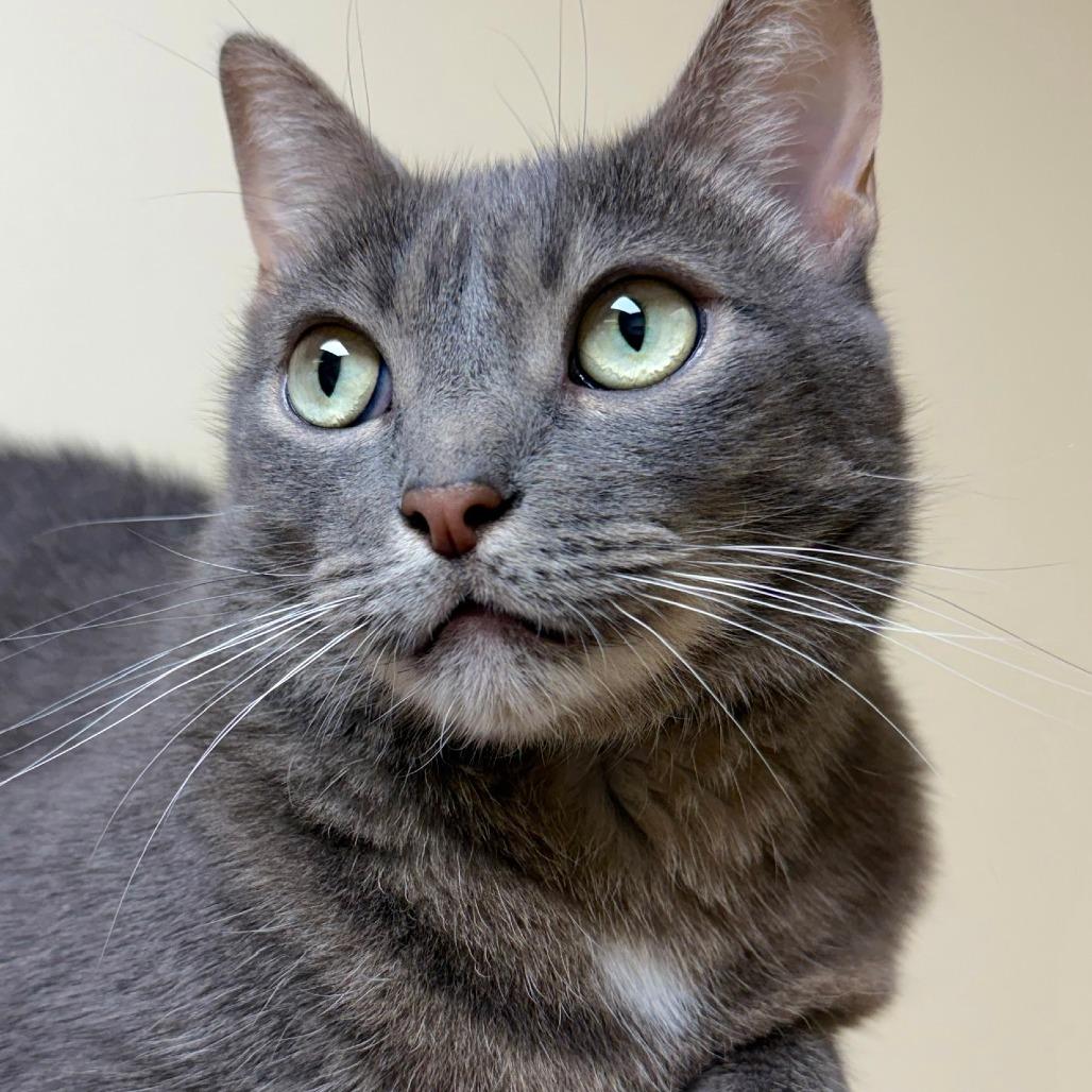 Enlarge Zuzu, a Adoptable Domestic Short Hair in Naperville, IL image 5/6
