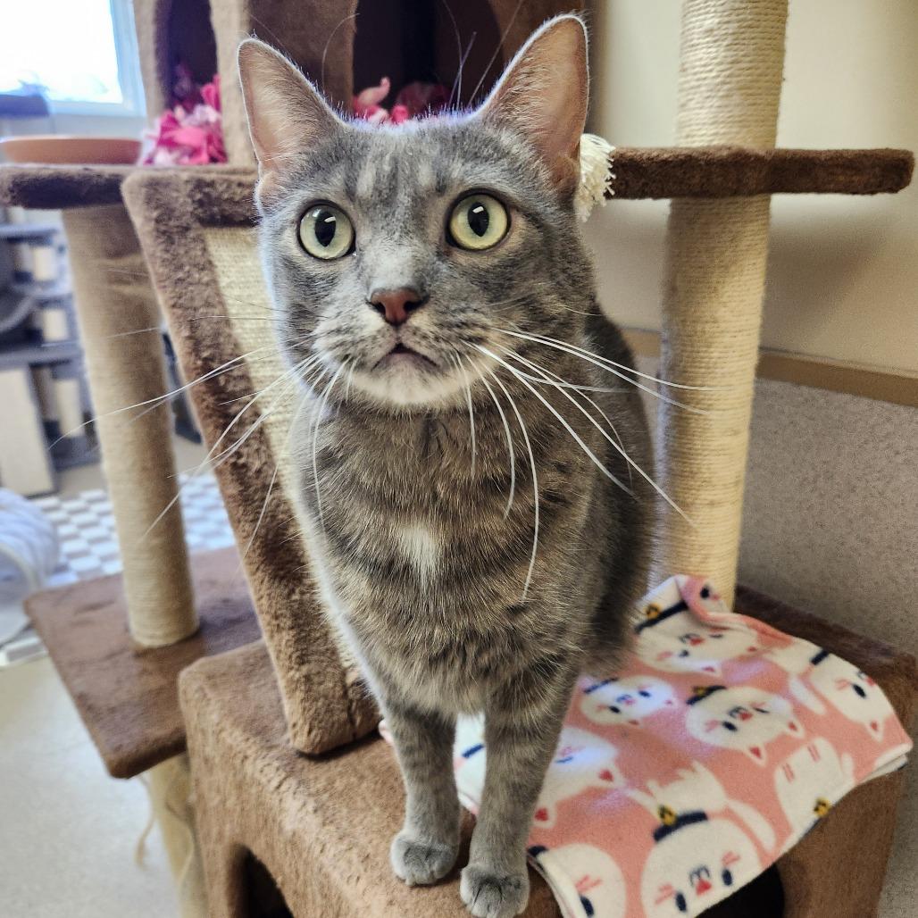 Enlarge Zuzu, a Adoptable Domestic Short Hair in Naperville, IL image 4/5