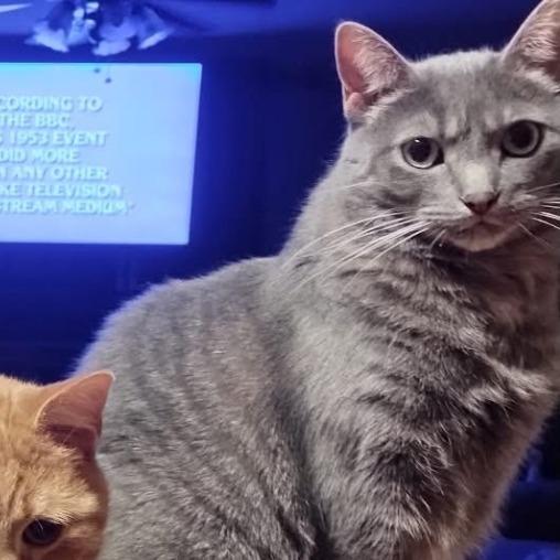 Enlarge Zuzu, a Adoptable Domestic Short Hair in Naperville, IL image 5/5