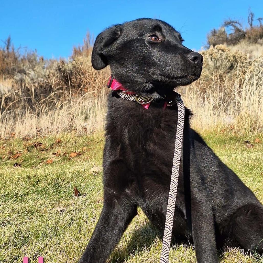 Harper, Adoptable, Young Female Shepherd & Coonhound.